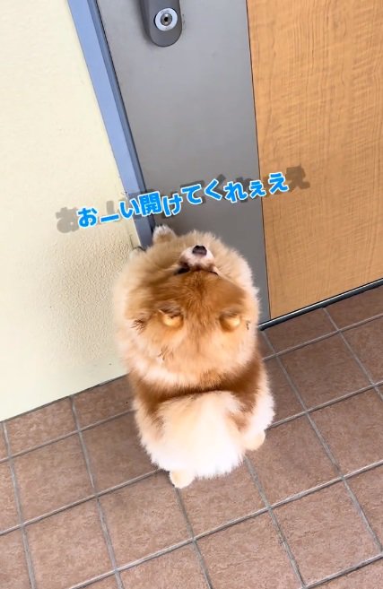 早く開けてほしいちょっちゃん