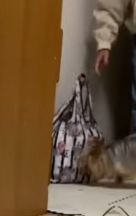 女性が置いたバッグの匂いを嗅ぐ犬