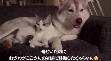 わざわざ移動してきたくぅちゃん