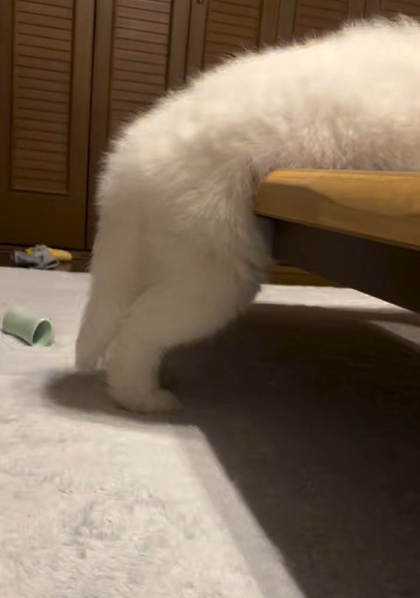 ごえもん君の後ろ足