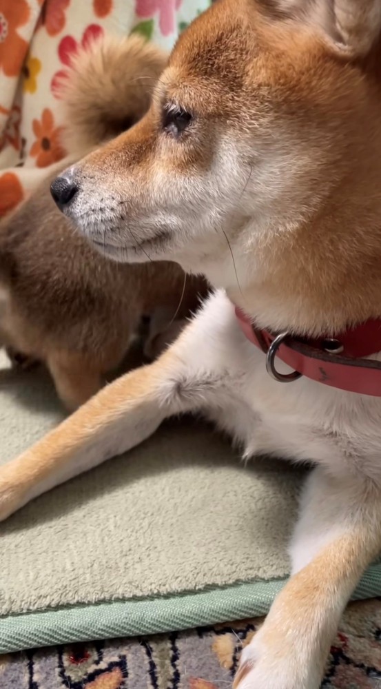 じっと見守る母犬と母犬に寄っていく子犬