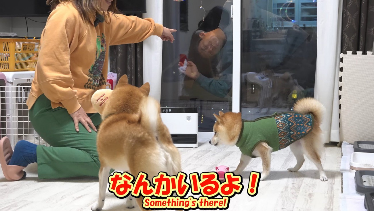 お兄ちゃん帰省時の豆柴4兄妹2