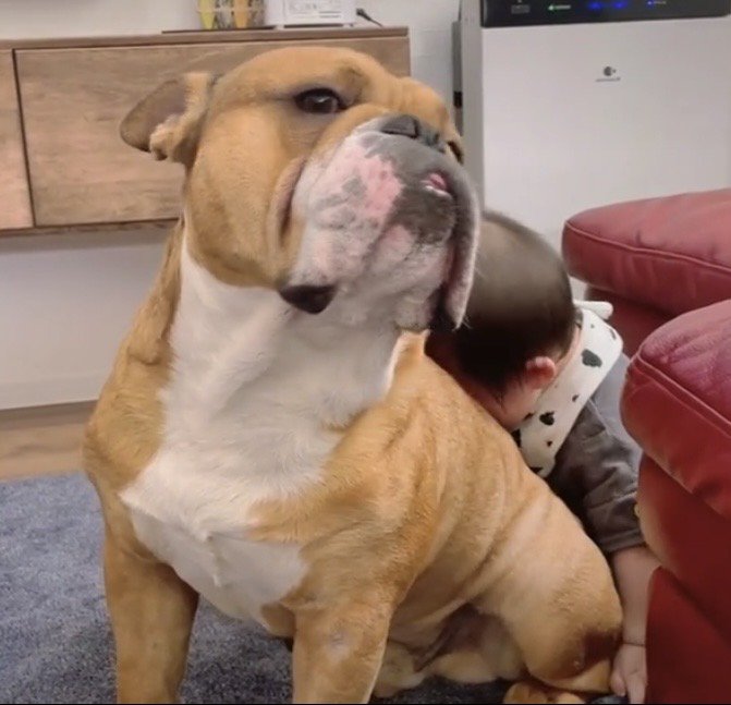 犬にもたれる赤ちゃん