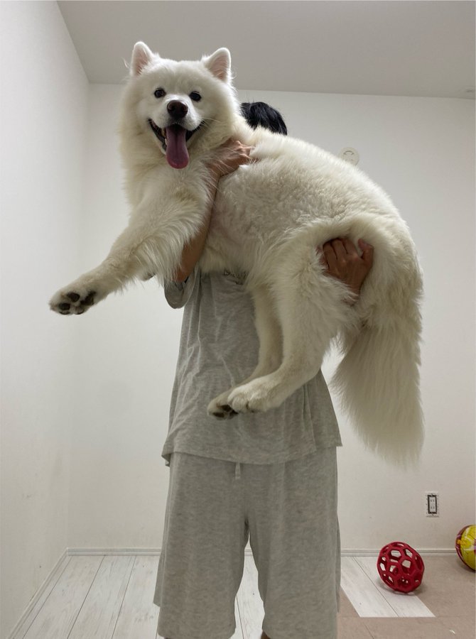 パパ