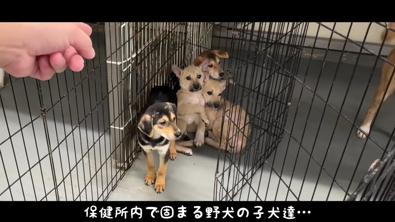 保護された野犬たち