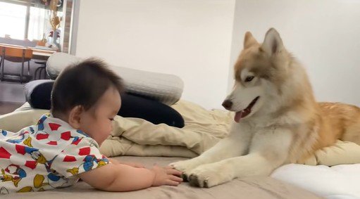 茶々丸くんと赤ちゃん2