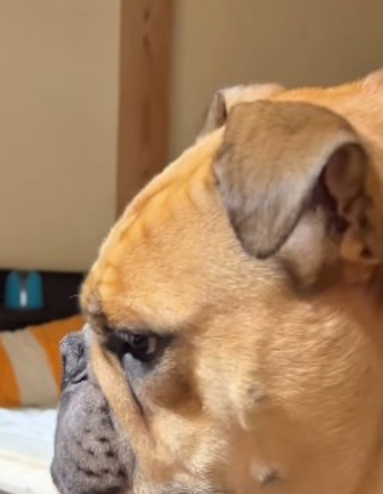 ジッと何かを見つめる犬
