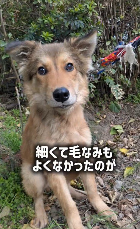 ラッキーくんの変化