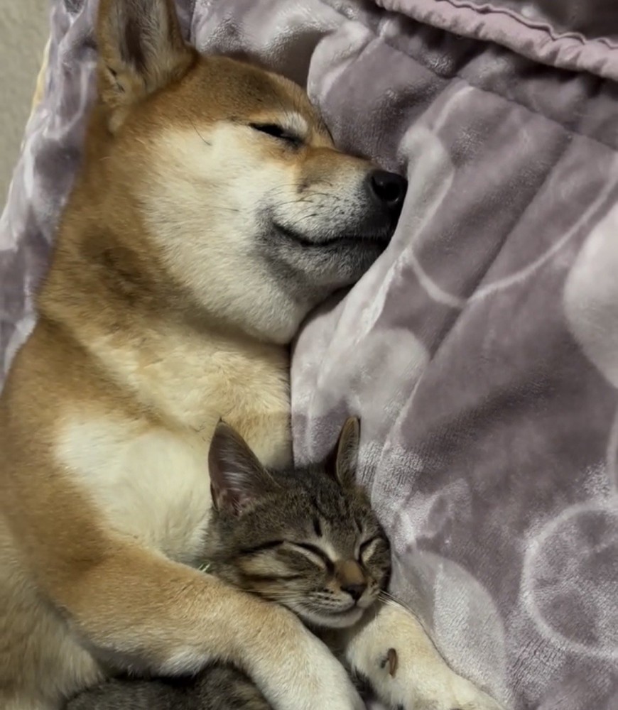 眠っている犬と猫