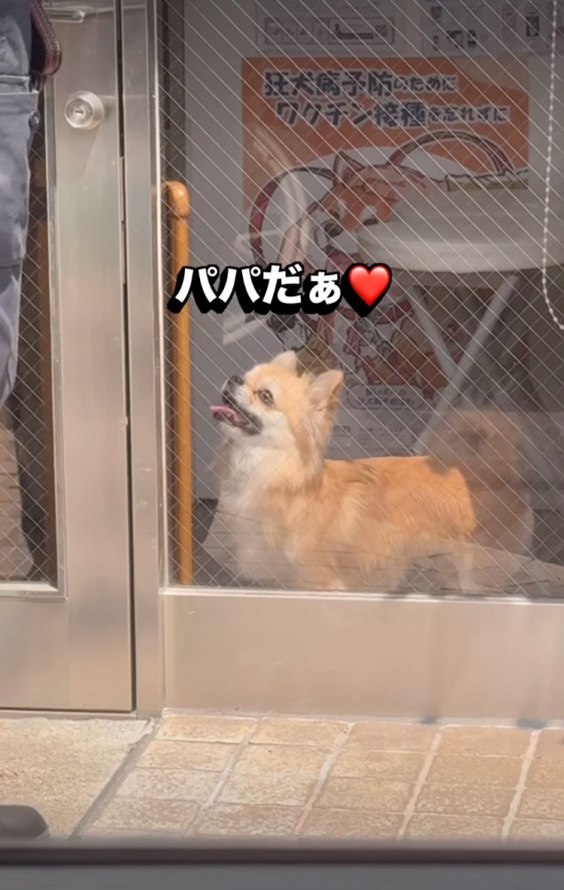 笑顔で見上げる犬
