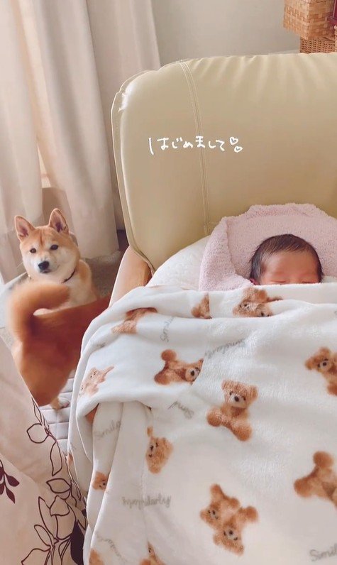 赤ちゃんが来た日のうにちゃん＆きぬ君4