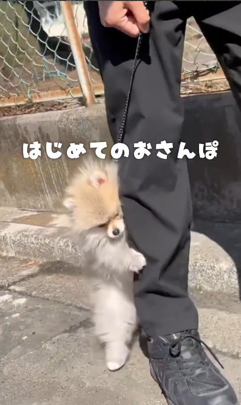 外が怖くて足にぎゅっ