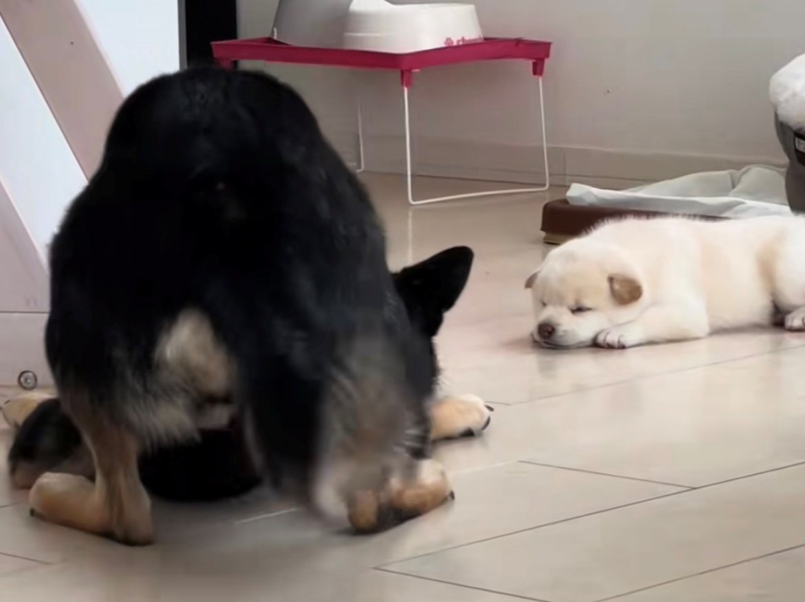 体を揺らしながら子犬に寄っていく犬