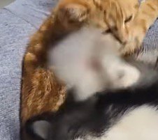 耳を震わせる犬