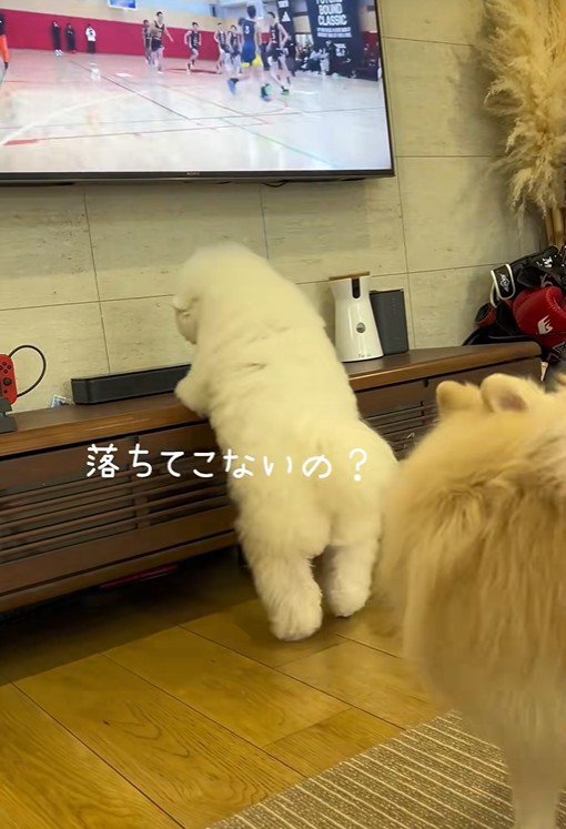 ボールがないか確認