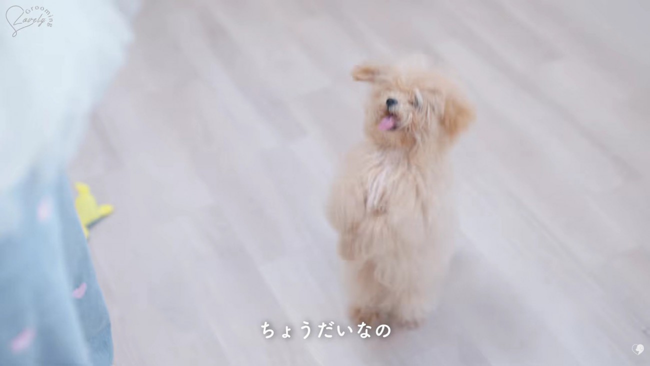 「ちょうだい」のサインも♪