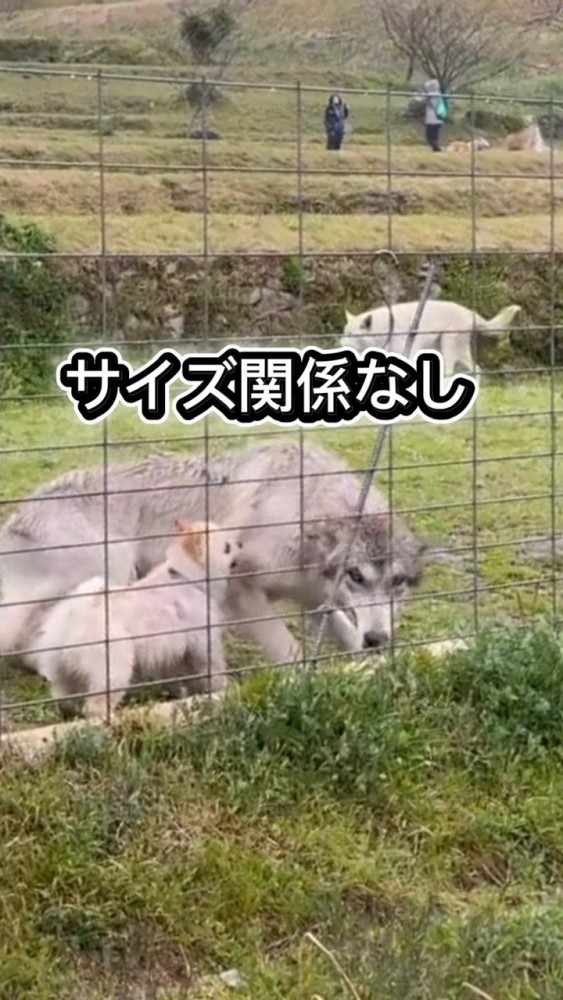 腰を低くしたまま立ち上がるウルフドッグ