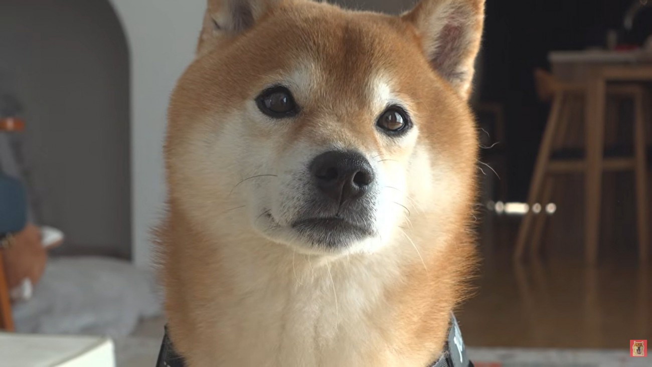 ママを見つめるはちくん