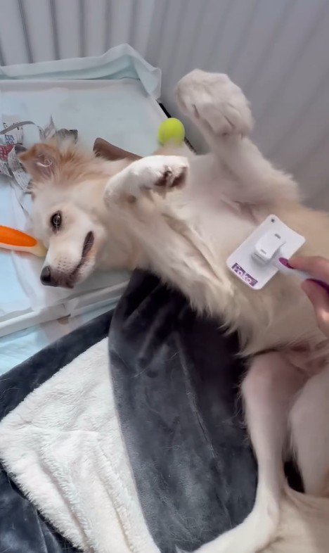 ぼーちゃんの変化5