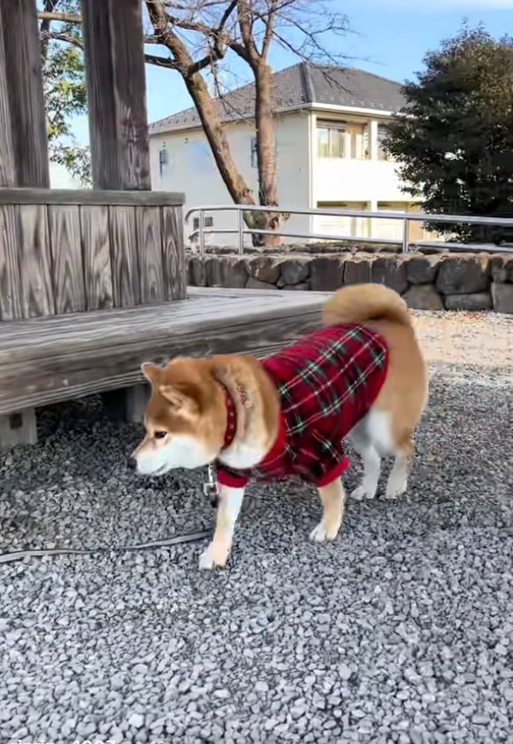 ベンチ下が気になるりんちゃん