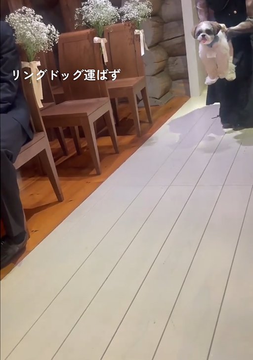 抱っこされる犬2