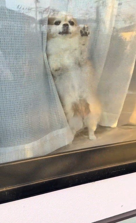 ひめちゃんのお出迎え4