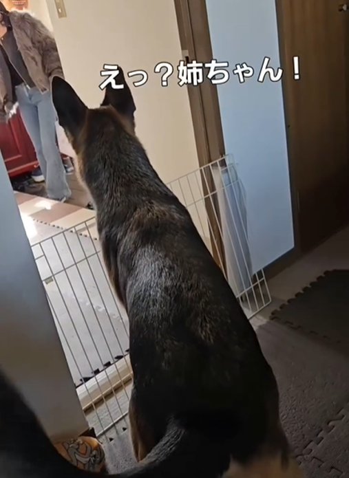 横向きの犬