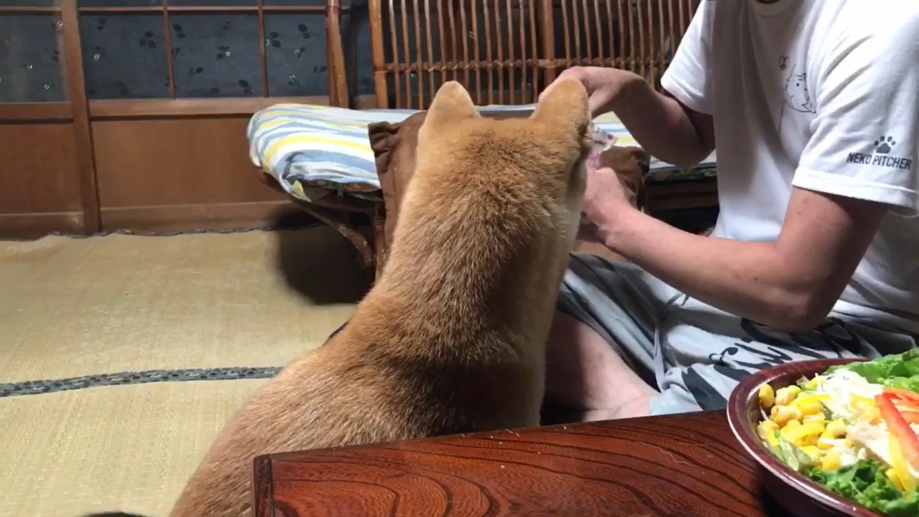またおやつをもらう気満々