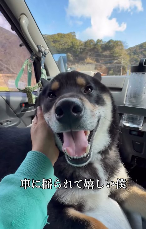 ドライブが楽しい柴犬