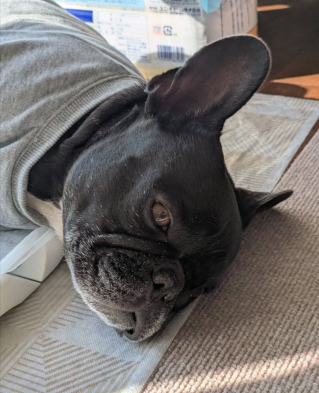 目を開けたジーナちゃん