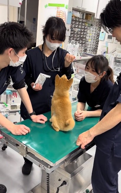 おすわりするゆずちゃん