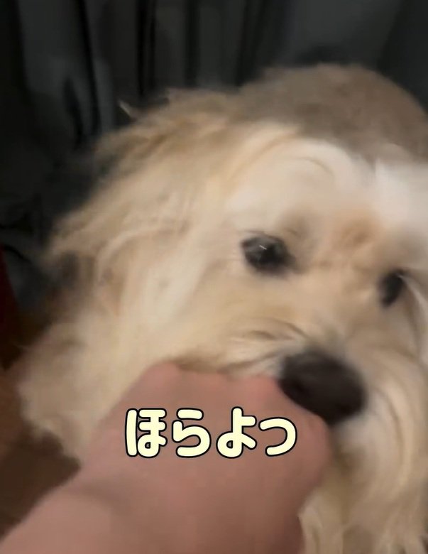 投げやりなかまぼこちゃん