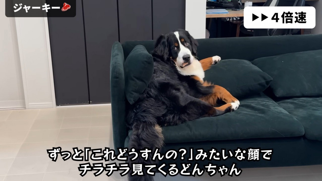 飼い主さんをチラ見