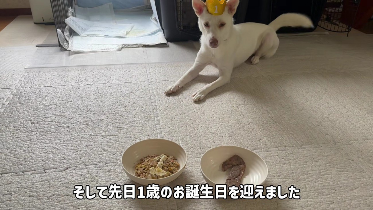 すっかり成長した雪子ちゃん