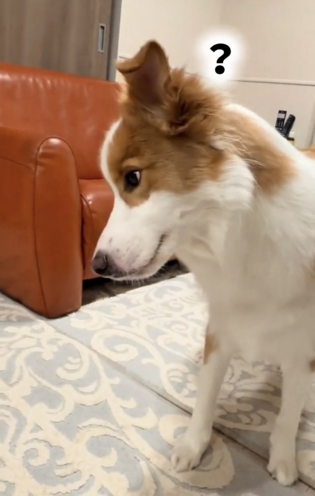 横を向いて立っている犬