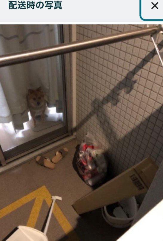 愛犬が写り込んでる！！