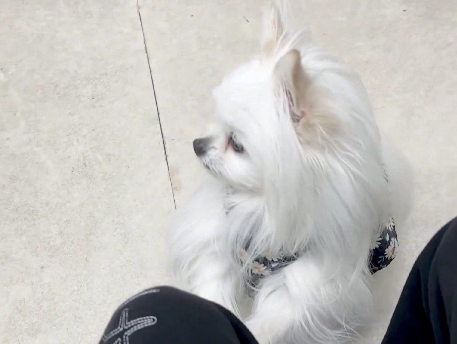 わんこの悲鳴が…！！