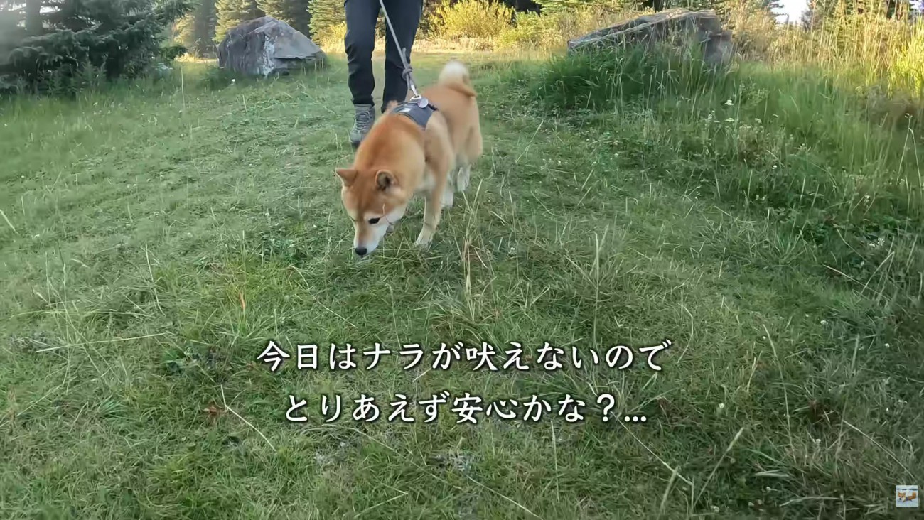 朝は大丈夫だったそう