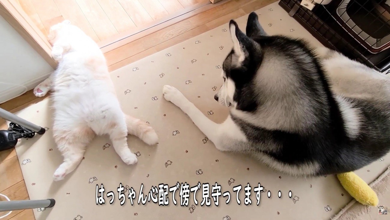 はっちゃんはビックリ！