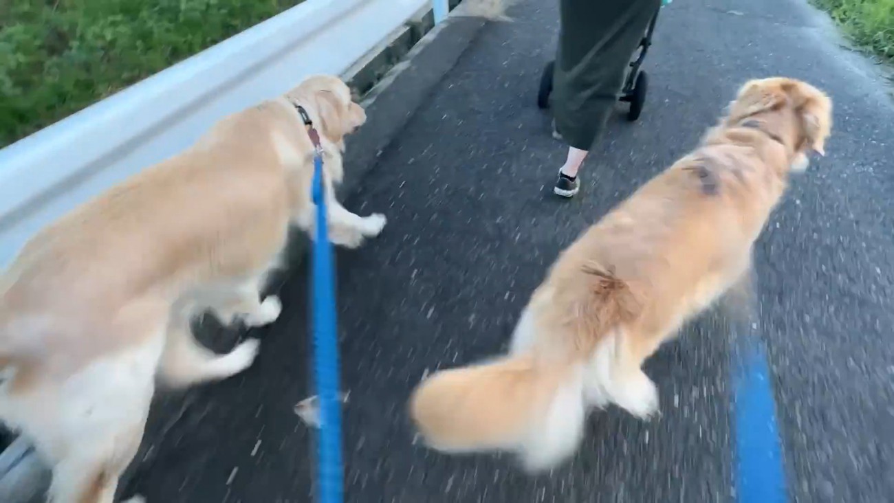 追い越したら慌ててついてきました