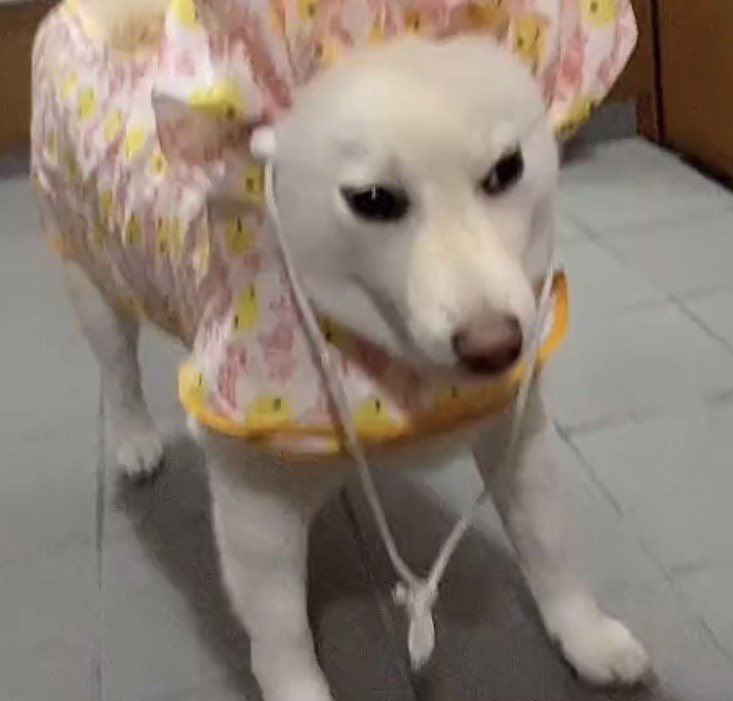 レインコートを着ている犬