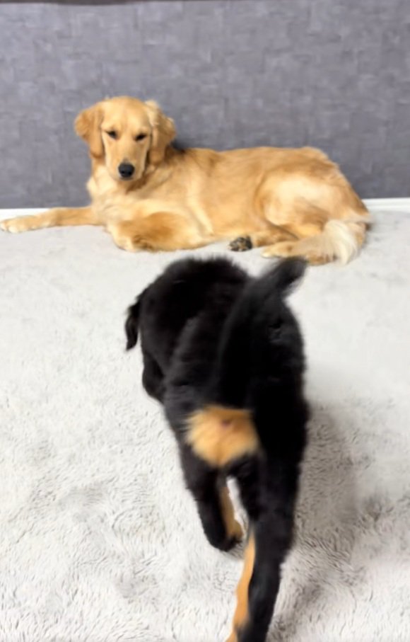 ゴールデンさんの元へ行く子犬