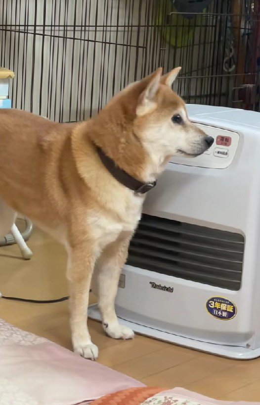 「ついてないってば…」