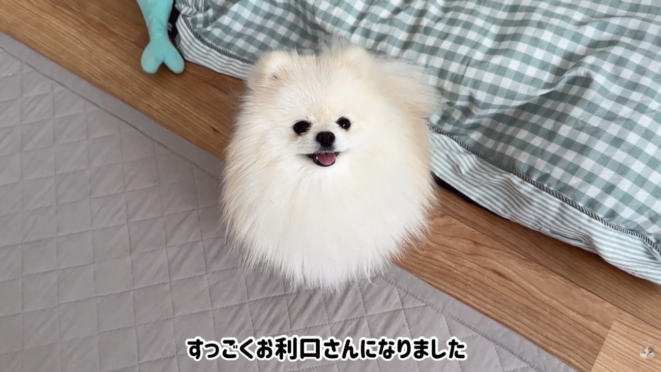 気を遣って大人しくしているポテチくん