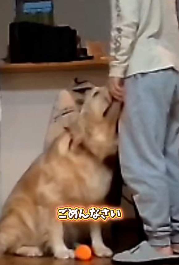 パパにすりすりするこむぎ君