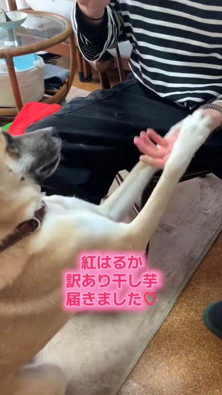 飼い主の手に両方の前足を乗せる犬