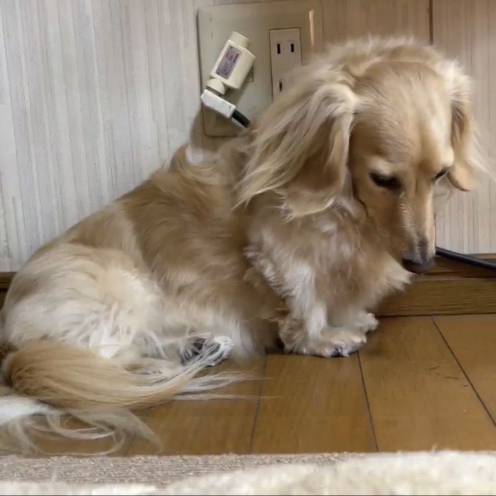 下を俯くダックスフンド文字なし