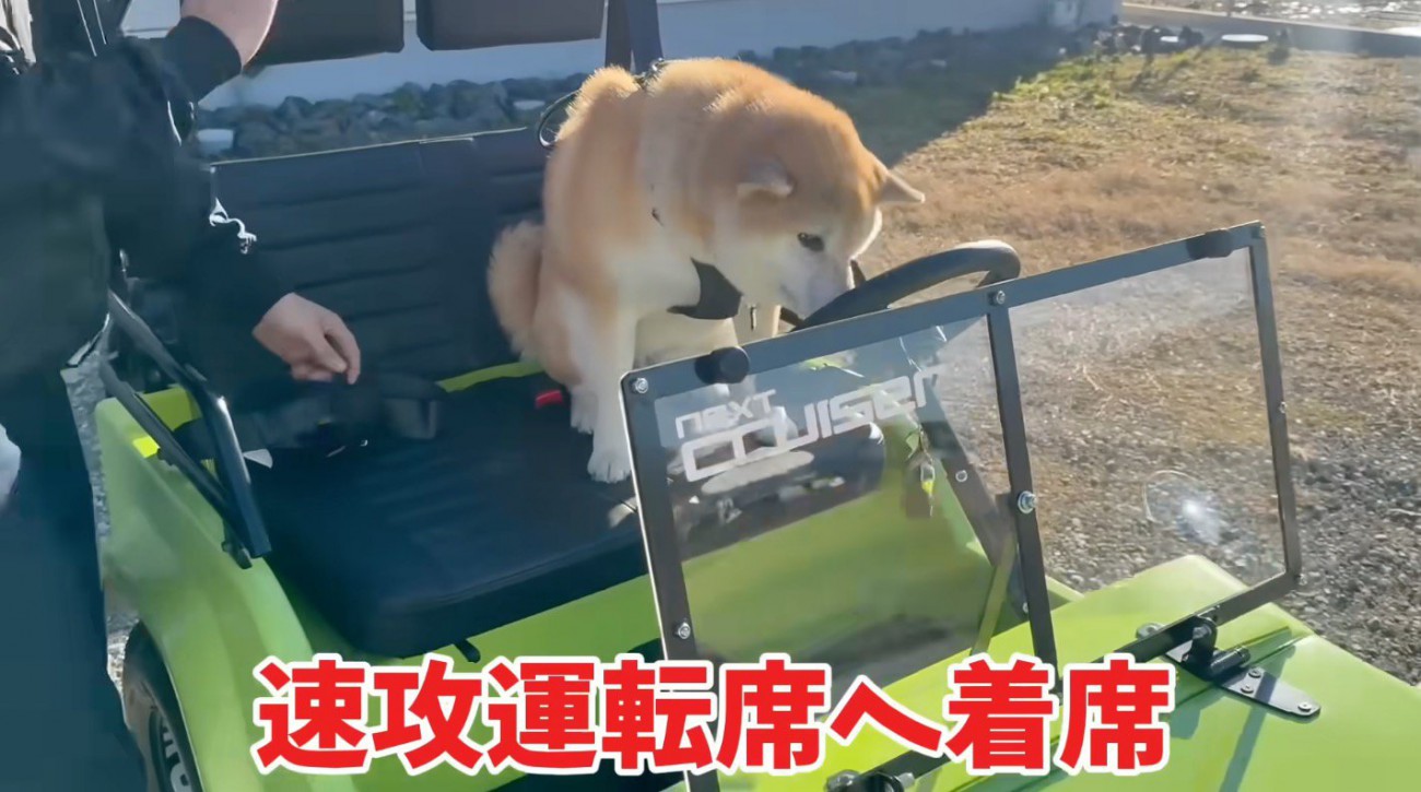 ミニカーの運転席に座る柴犬