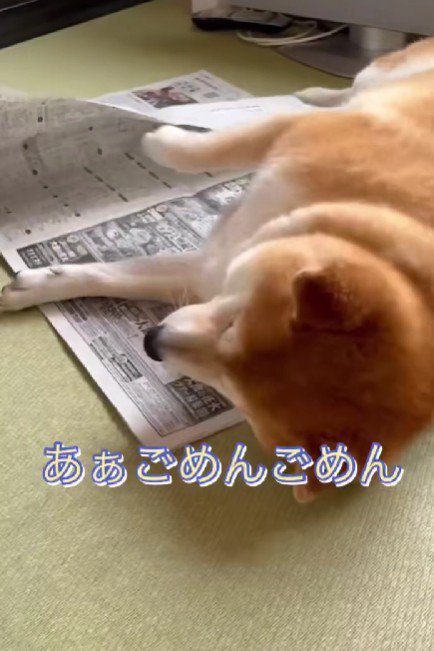 「ごめんごめん」