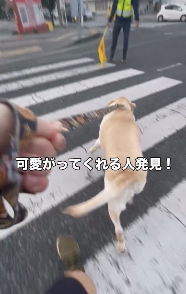 合図と同時に歩き出す犬